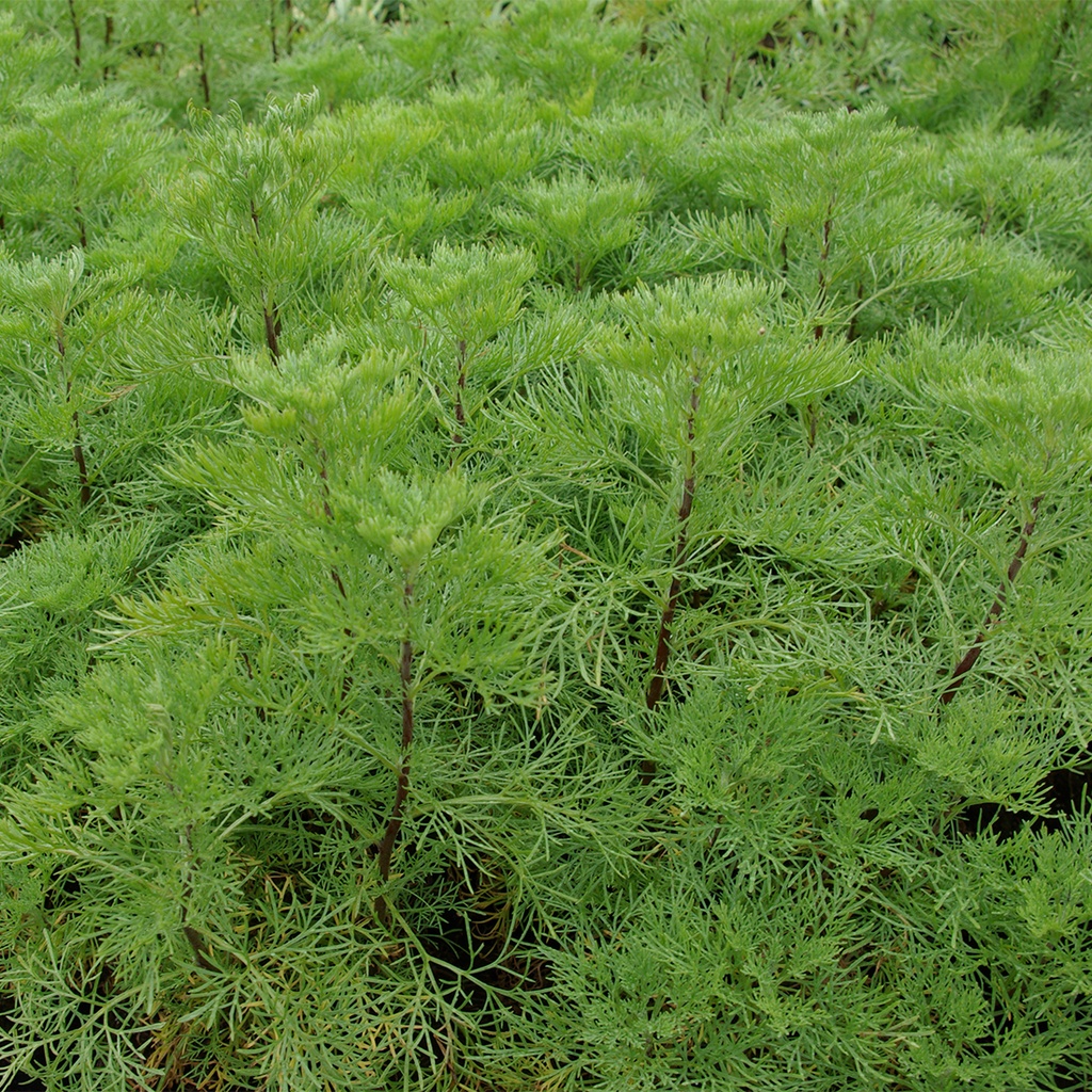 [ARABROT] CITROENKRUID Artemisia abrotanum (pot   9cm)