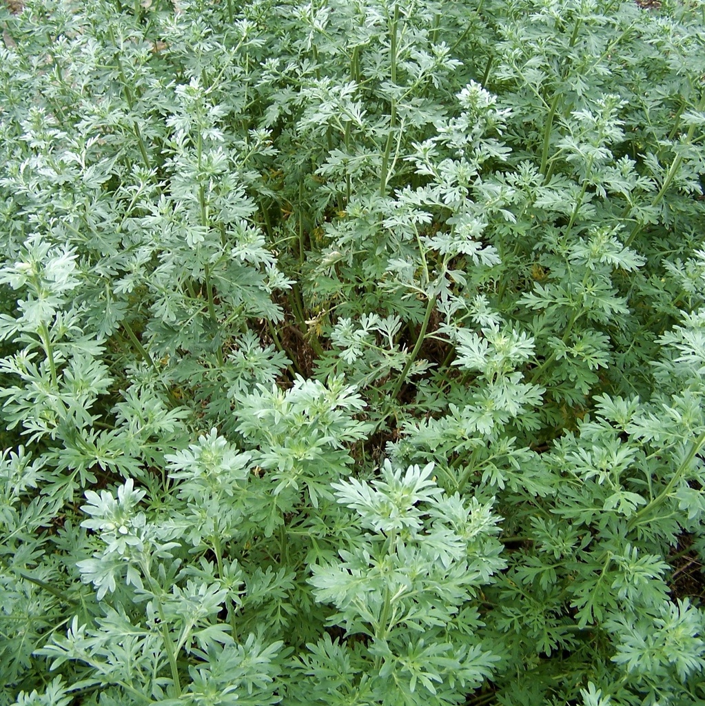 [ARABSIN] ABSINT Artemisia absinthium (pot   9cm)