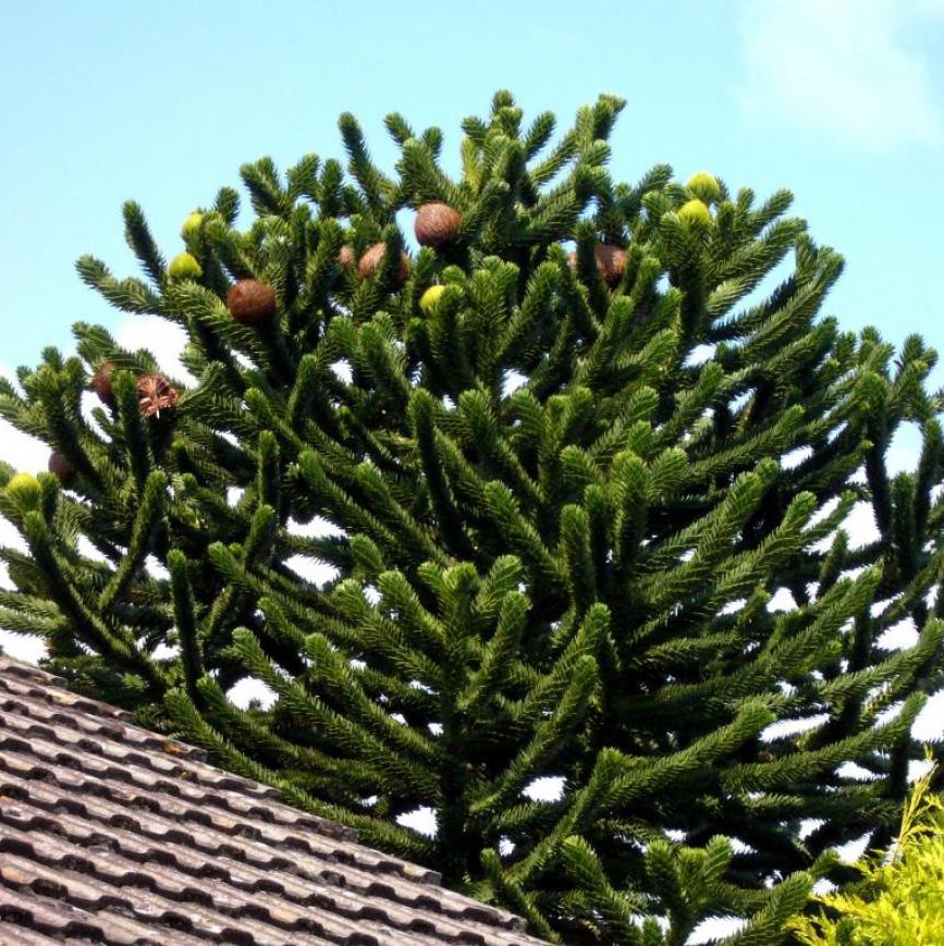 [ARARAUC] Araucaria araucana (40/60cm, pot   7.5L)