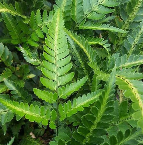 [ARAVARI] BLECHNUM EN ÉPI (pot 10.5cm)