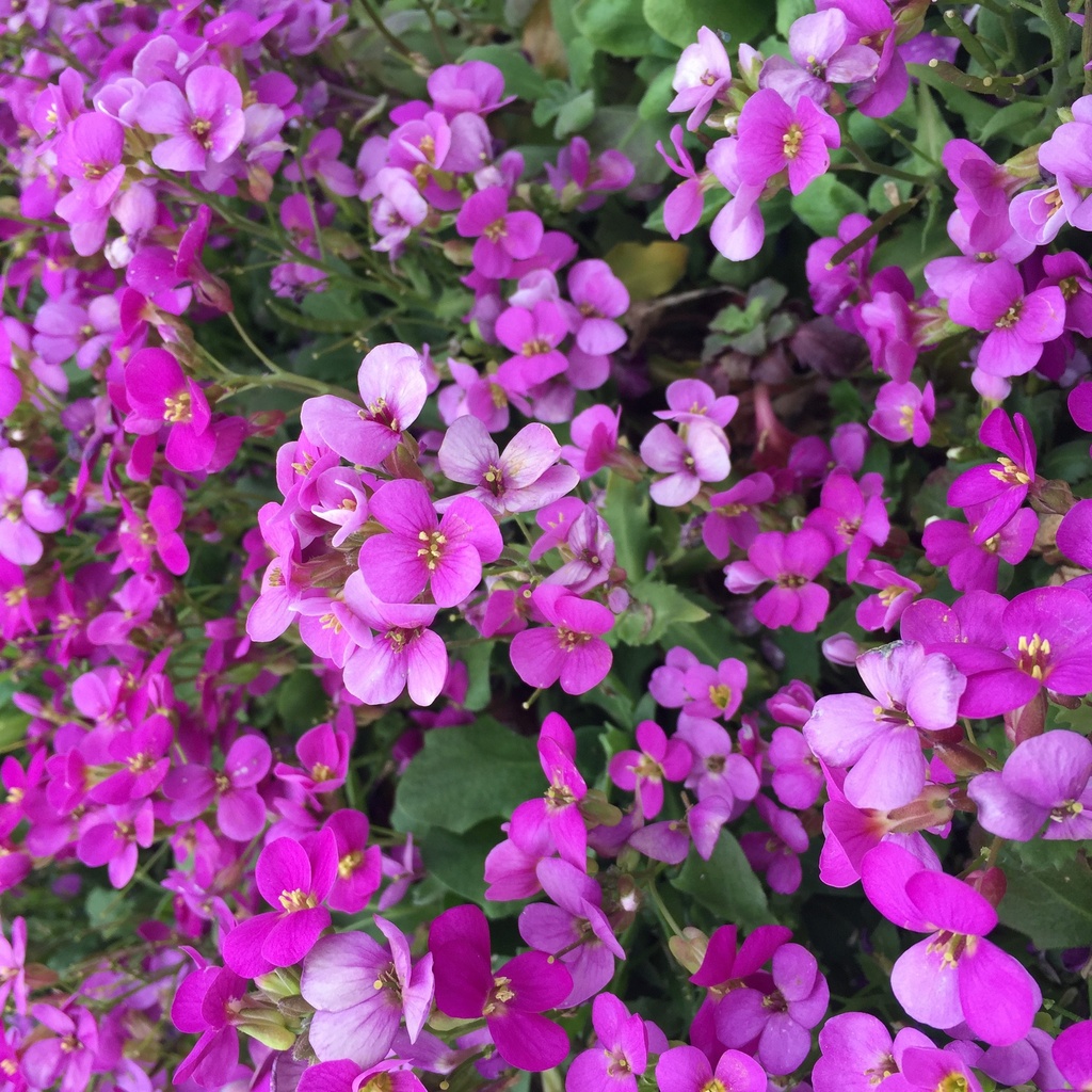 Arabis caucasica 'Pinkie'