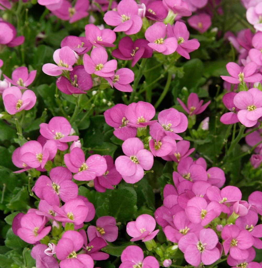 [ARCLTDR] Arabis caucasica 'Little Treasure Deep Rose'