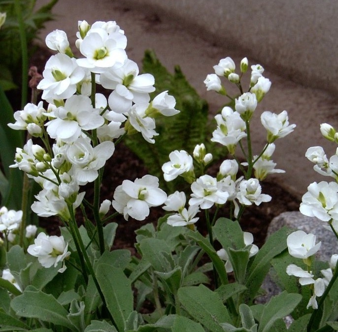 [ARCSNOW] Arabis caucasica 'Snowcap' (pot   9cm)