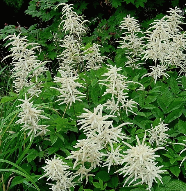 [ARDIOIC] Aruncus dioicus (pot   9cm)