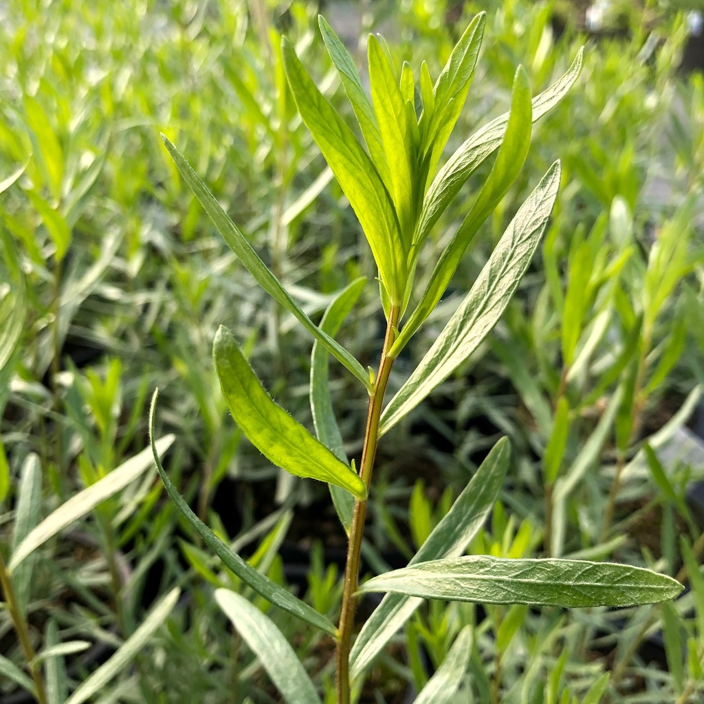 [ARDRACU] ESTRAGON (pot 9cm)