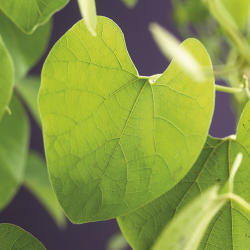 [ARDURIO] Aristolochia durior (gestokt, 75cm, pot   2.25L)