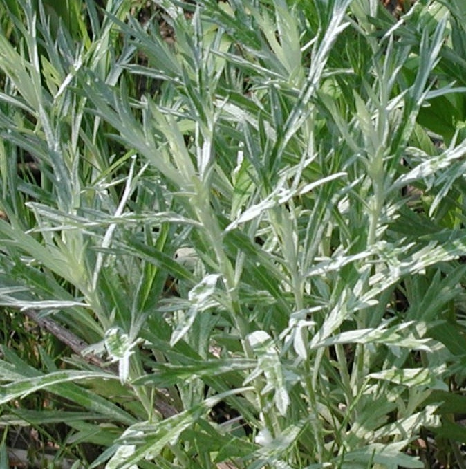 [ARLSQUE] Artemisia ludovic. 'Silver Queen' (pot   9cm)