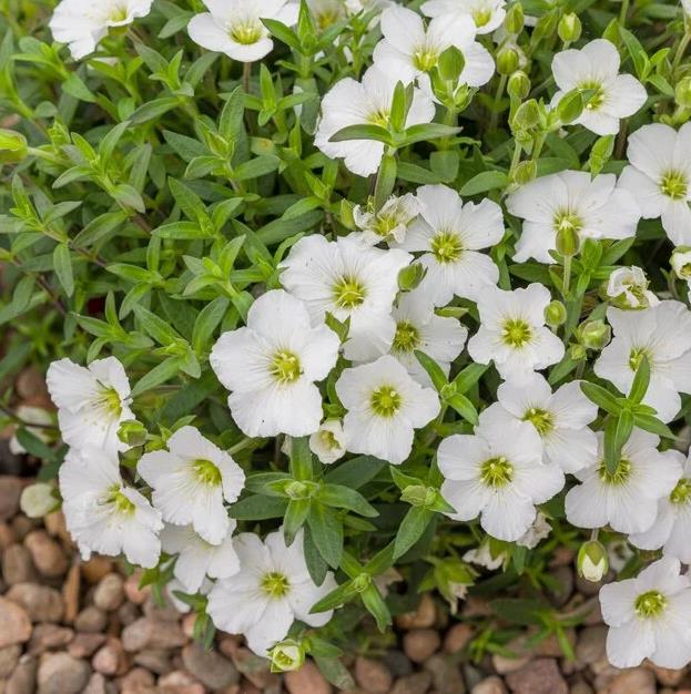 [ARMONTA] Arenaria montana (pot   9cm)