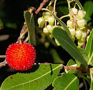 [ARUNUDE] Arbutus unedo (—, 40/60cm, pot   5L)