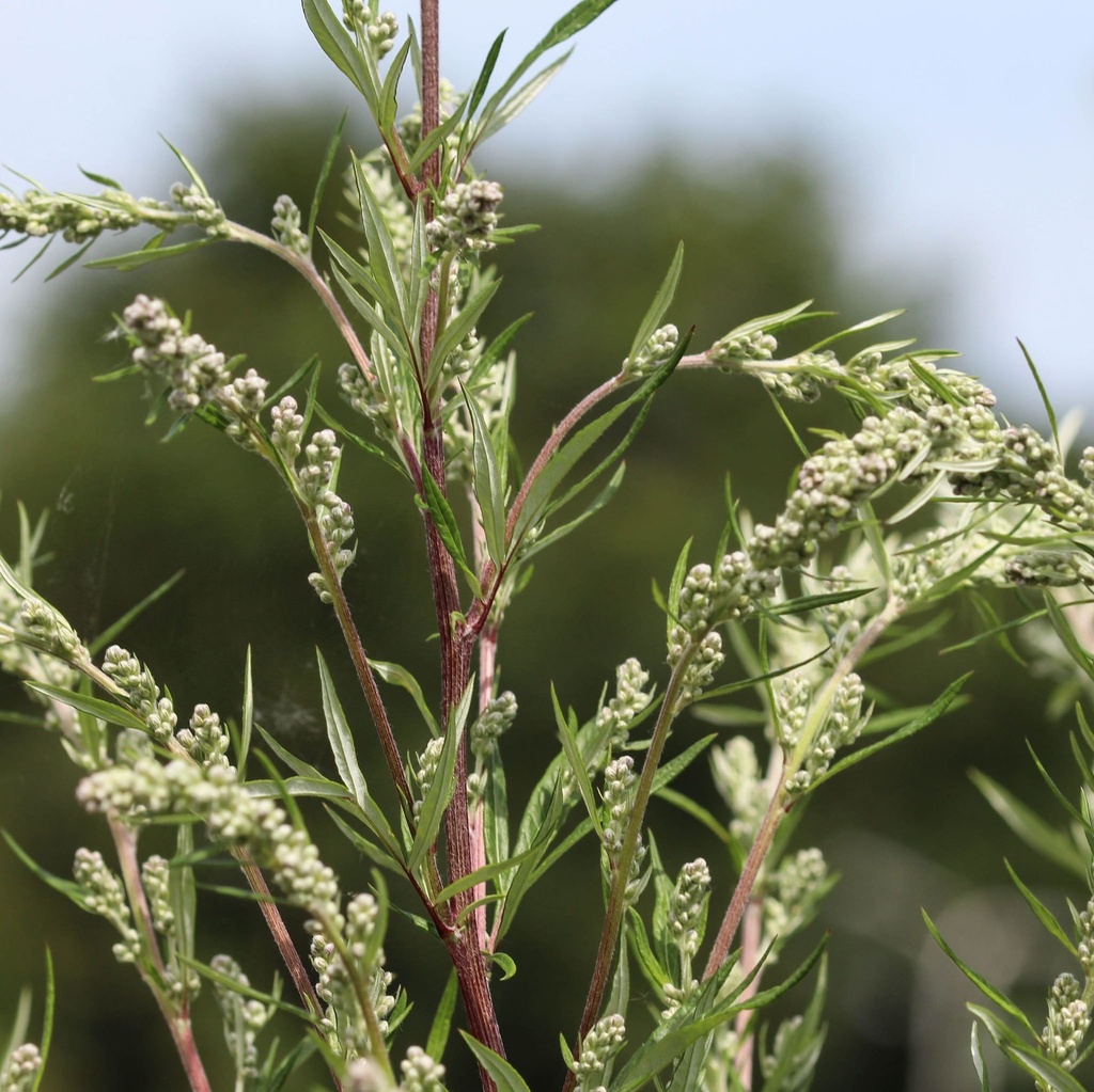 [ARVULGA] BIJVOET Artemisia vulgaris
