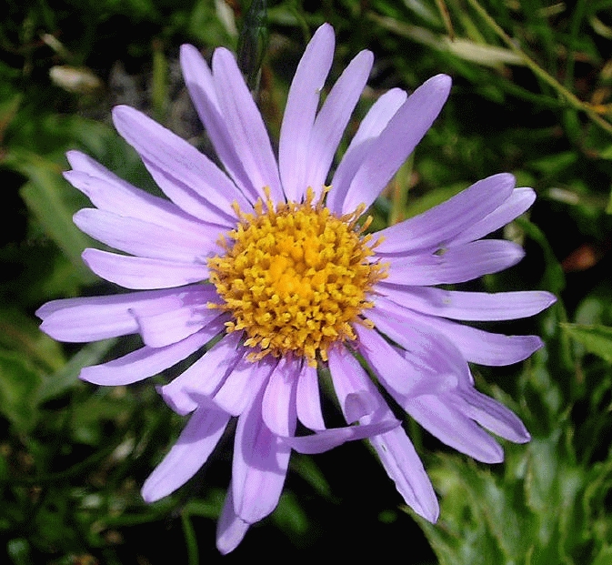 [ASAGOLI] ASTER DES ALPES