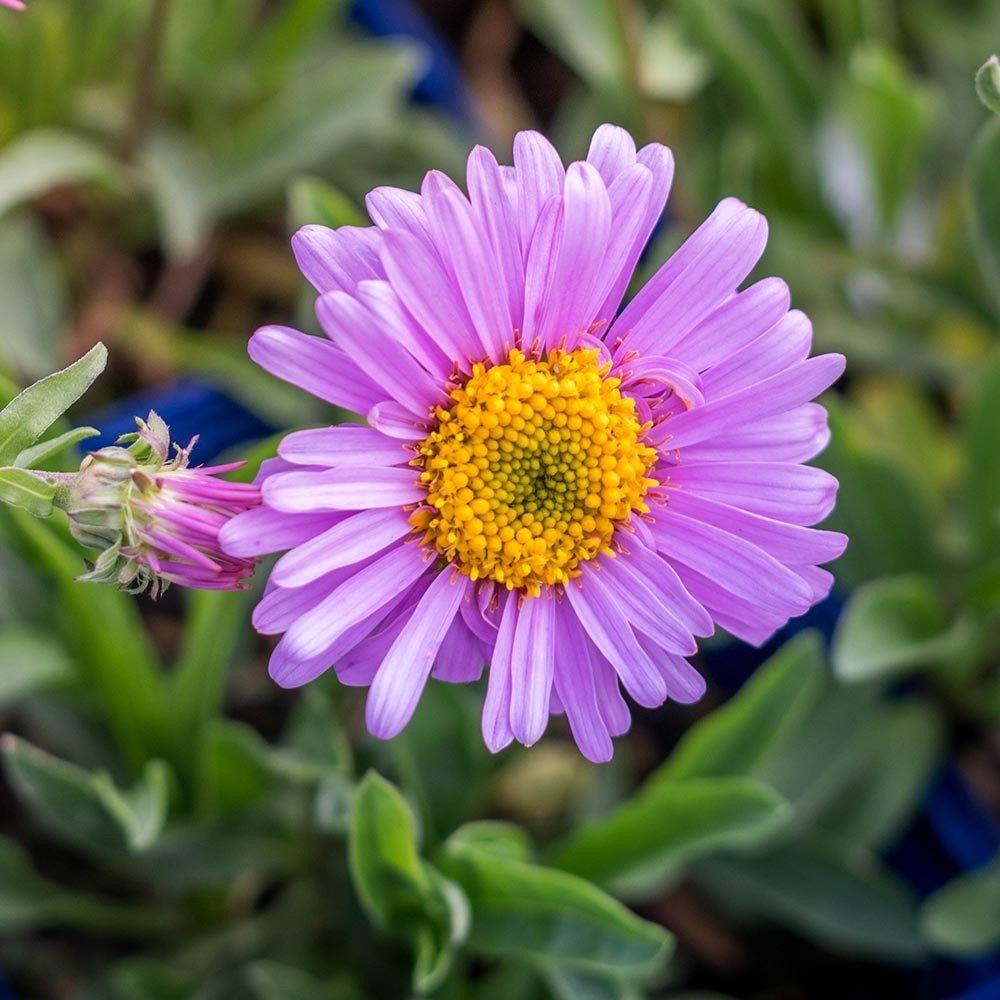 [ASAHEND] Aster alpinus 'Happy End' (pot   9cm)