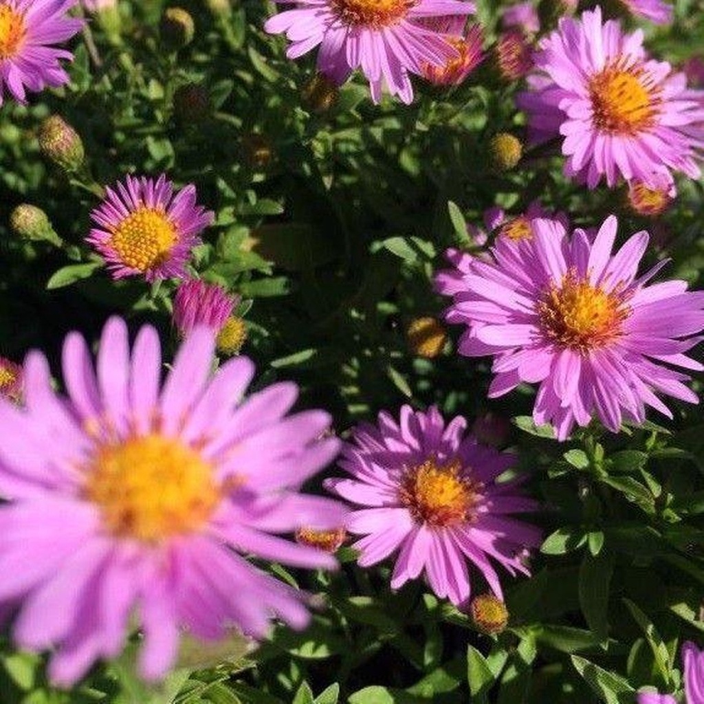 Aster (D) 'Anneke'