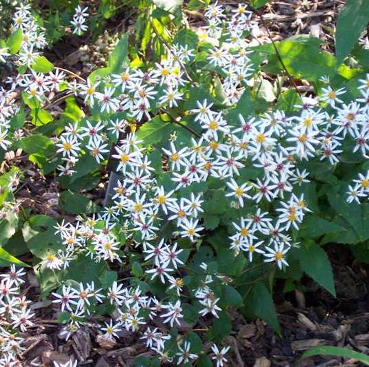 ASTER DIVARIQUÉ