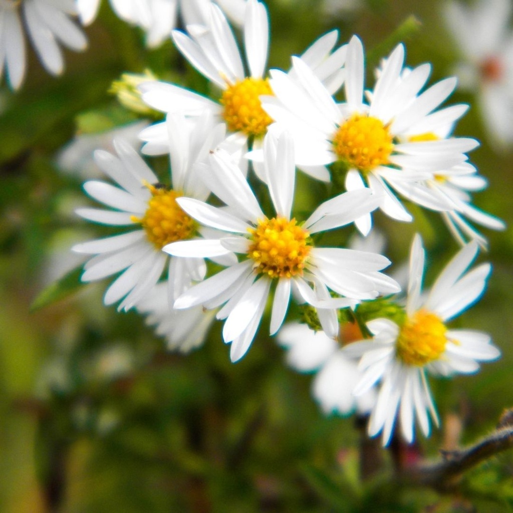 ASTER DIVARIQUÉ