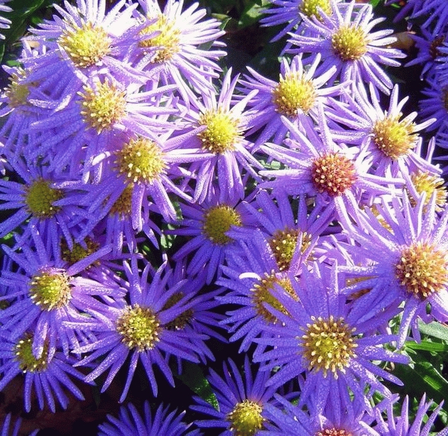 [ASDPAKI] Aster (D) 'Prof. Anton Kippenberg' (pot   9cm)