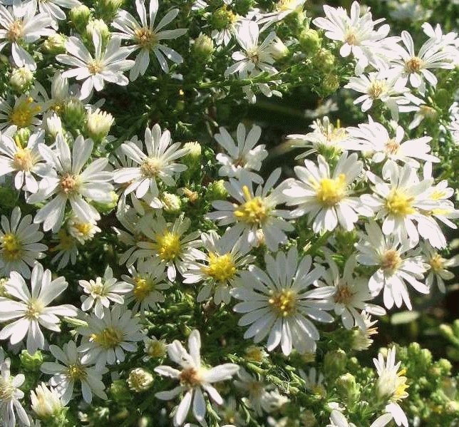[ASEMCAS] Aster eric. 'Monte Casino' (pot   9cm)