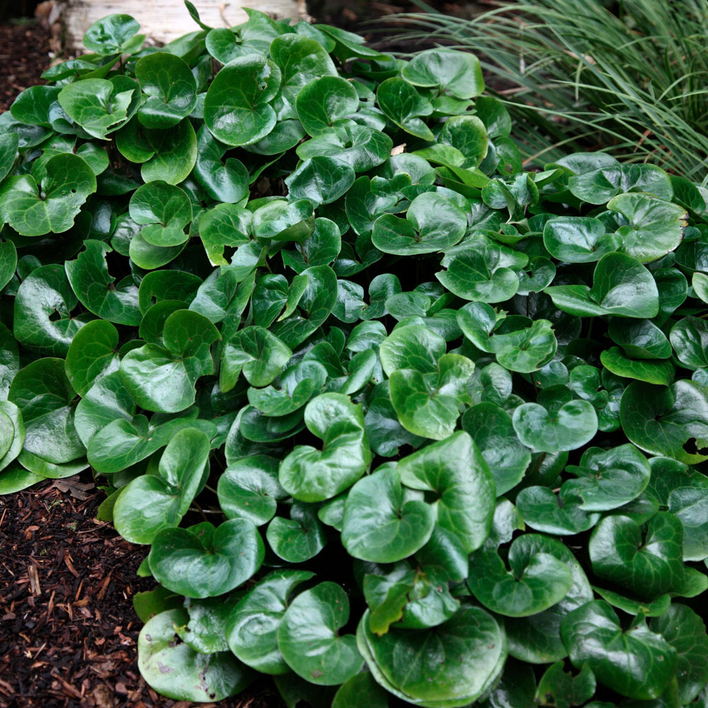 [ASEUROP] Asarum europaeum