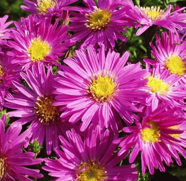 [ASJENNY] Aster (D) 'Jenny' (pot   9cm)