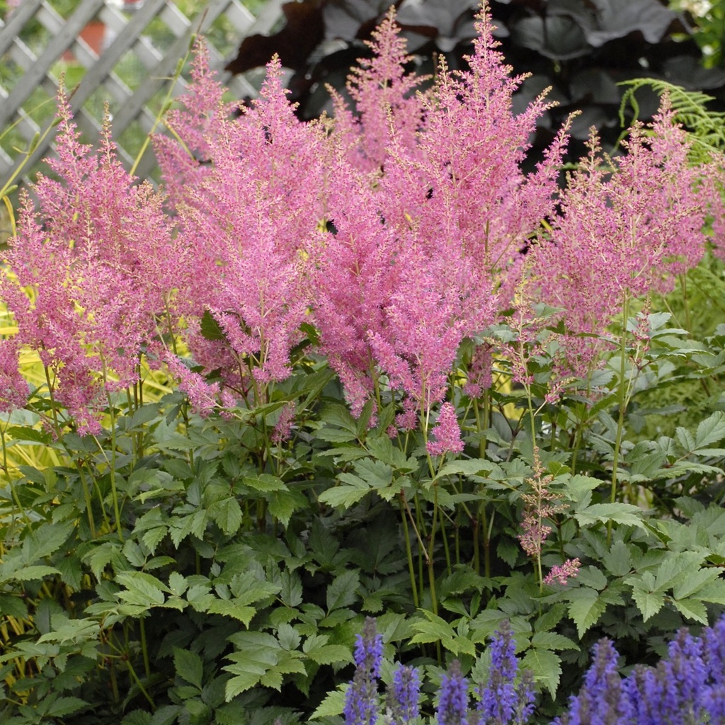 [ASJRHEI] Astilbe (J) 'Rheinland' (—, pot   9cm)