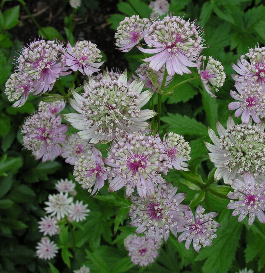 [ASMAJOR] Astrantia major (pot   9cm)