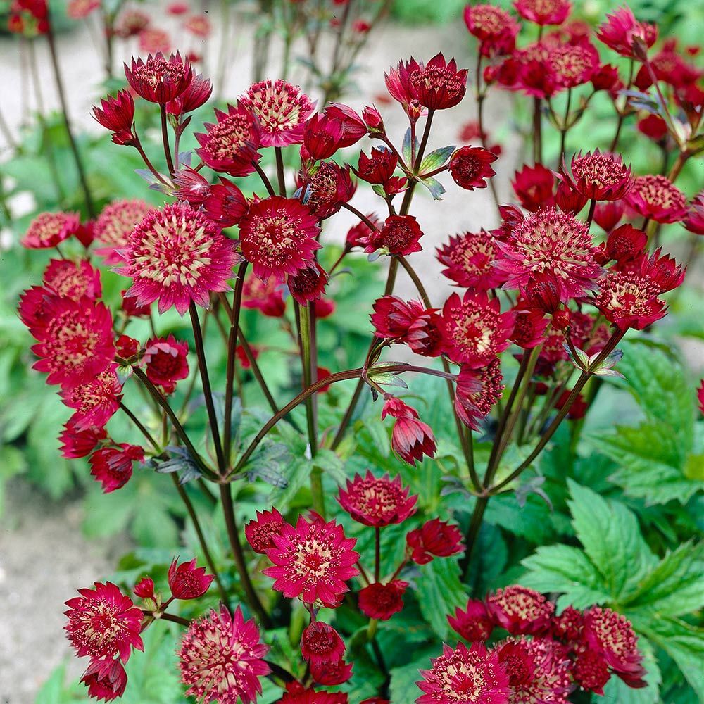 Astrantia major red