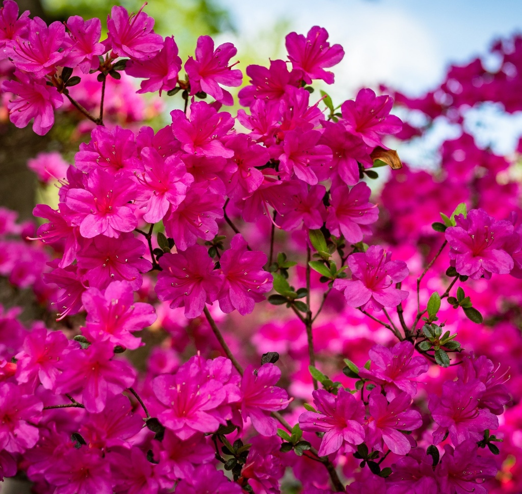 [AZJAMOE] Azalea jap. 'Amoena' (—, pot   3L)