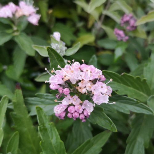 [CACSTEP] Caryopteris cland. 'Stephi'® (pot 2L | 30/40cm)