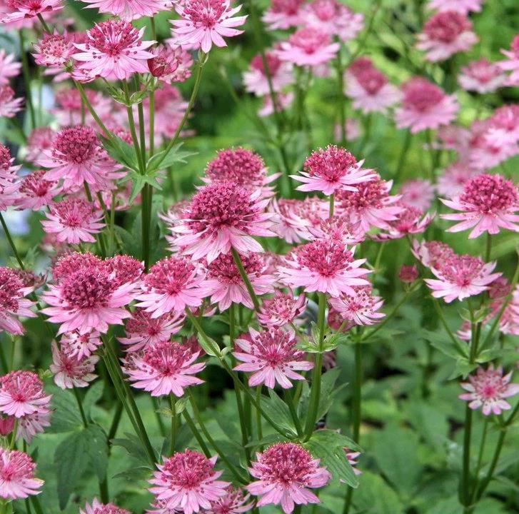 [ASMROSEN] Astrantia major 'Rosensinfonie'