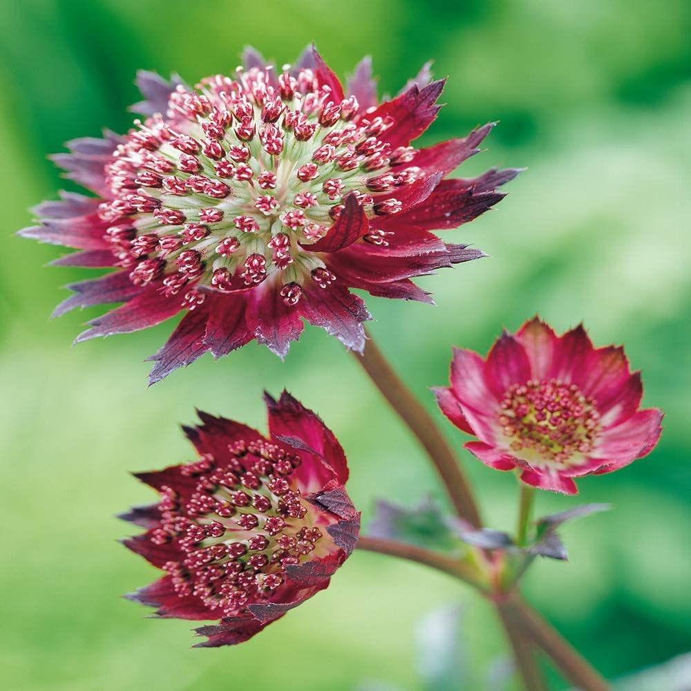 Astrantia major 'Moulin Rouge'
