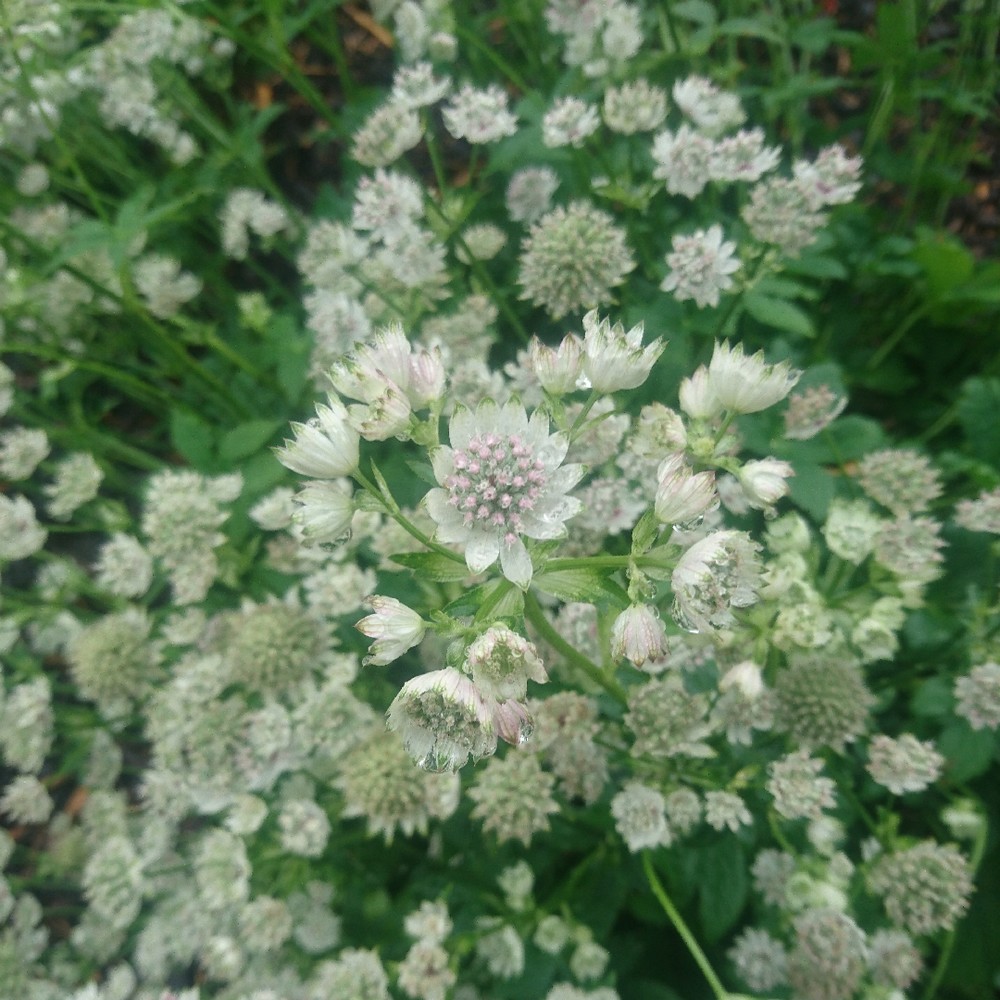 [ASMSOBI] Astrantia major 'Star of Billion' (pot   2L)