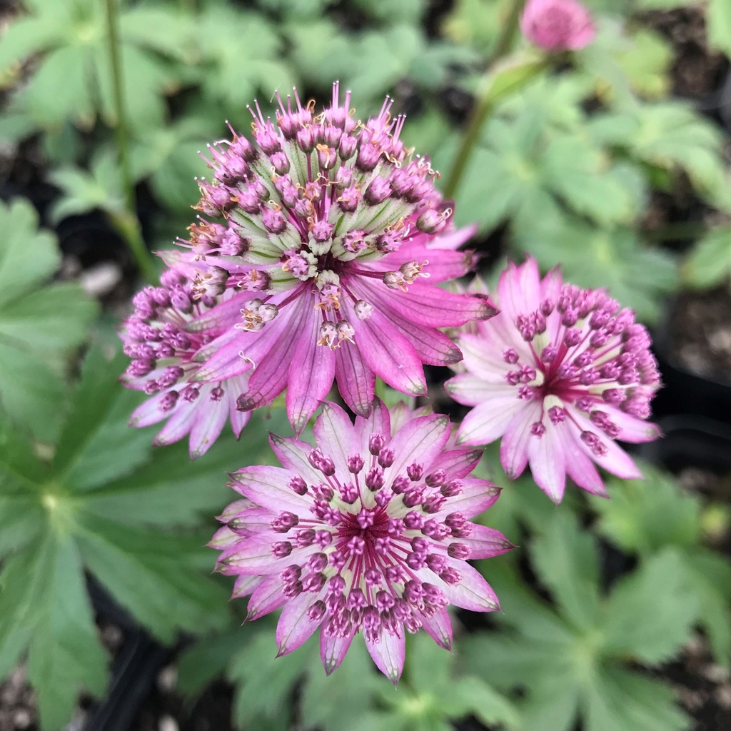 [ASMSOBE] Astrantia major 'Star of Beauty' (pot   9cm)