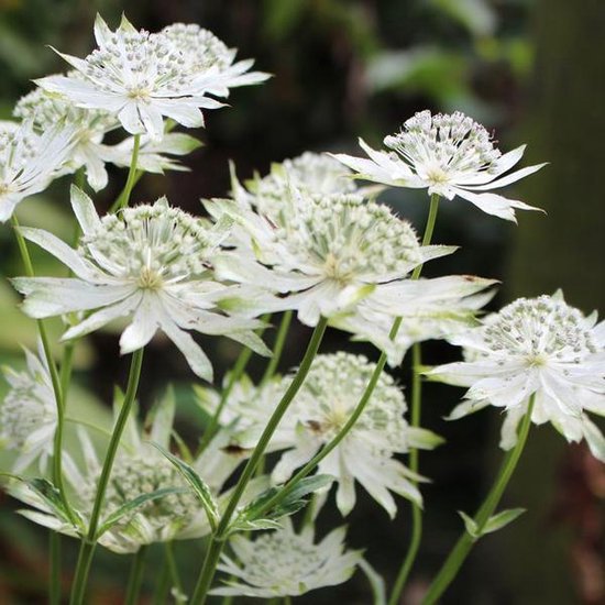 Astrantia major white
