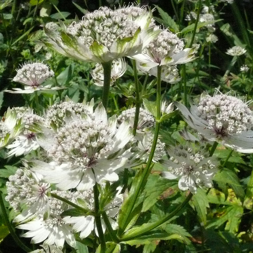Astrantia major 'Superstar'® (=White Giant)