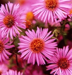 Aster n.-a. 'Andenken an A.Poetsche'