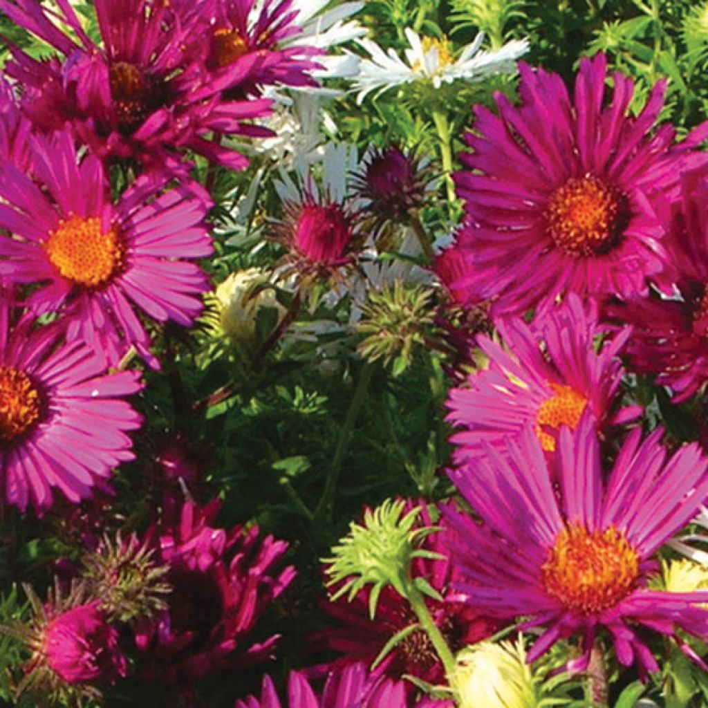 ASTER D'AUTOMNE