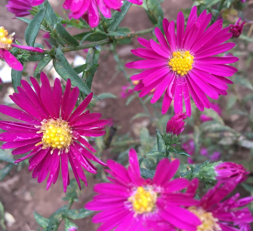 ASTER D'AUTOMNE