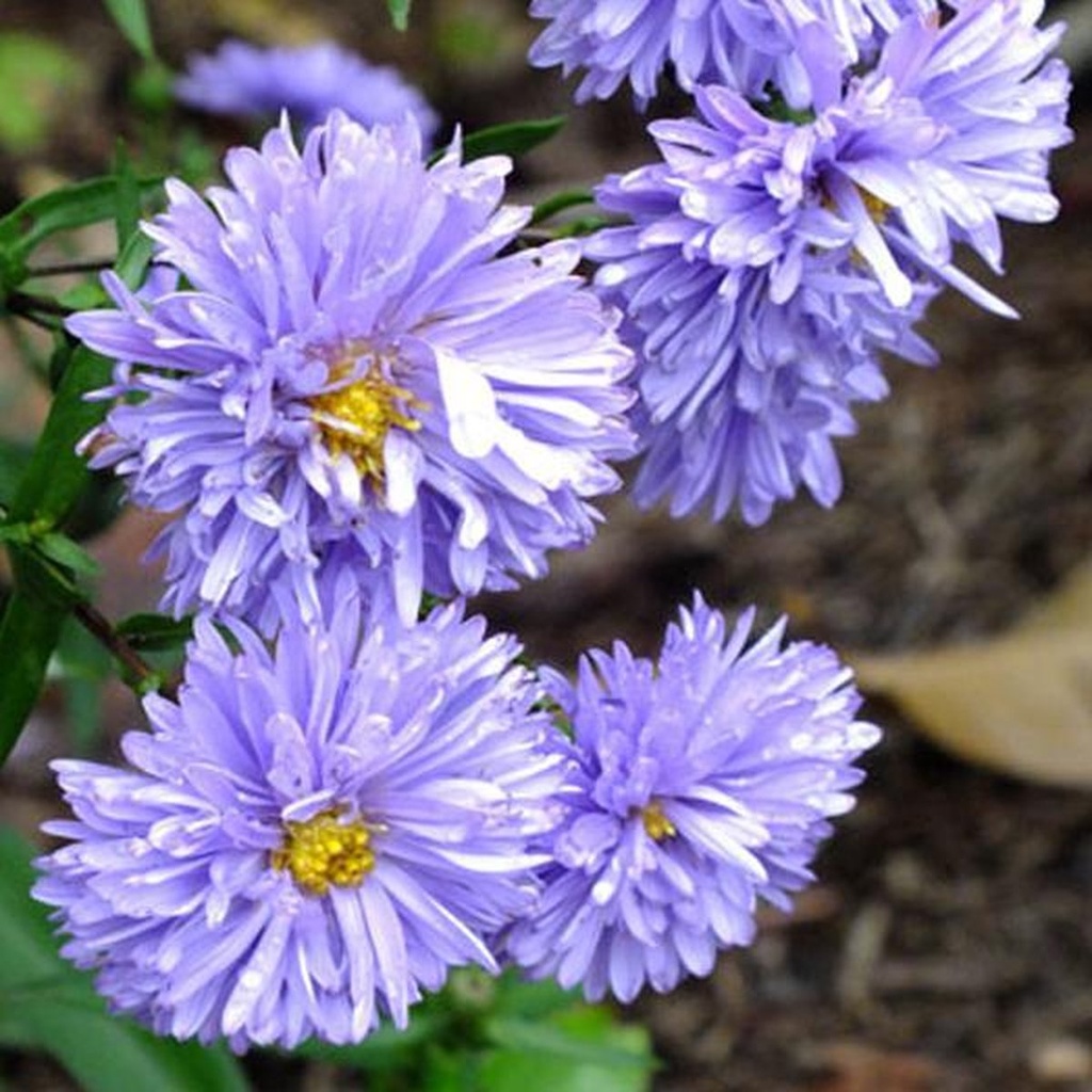 Aster n.-b. 'Marie Ballard'