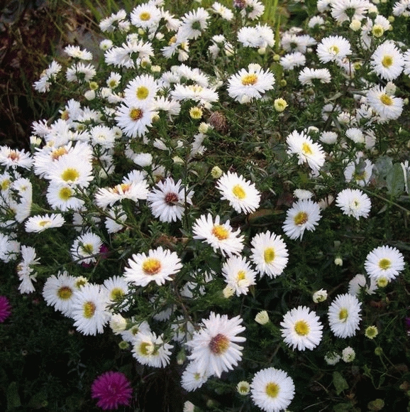 [ASNBWLA] Aster n.-b. 'White Ladies' (pot   9cm)