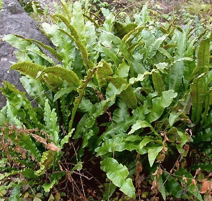 [ASSCOLO] LANGUE DE CERF (pot 9cm)