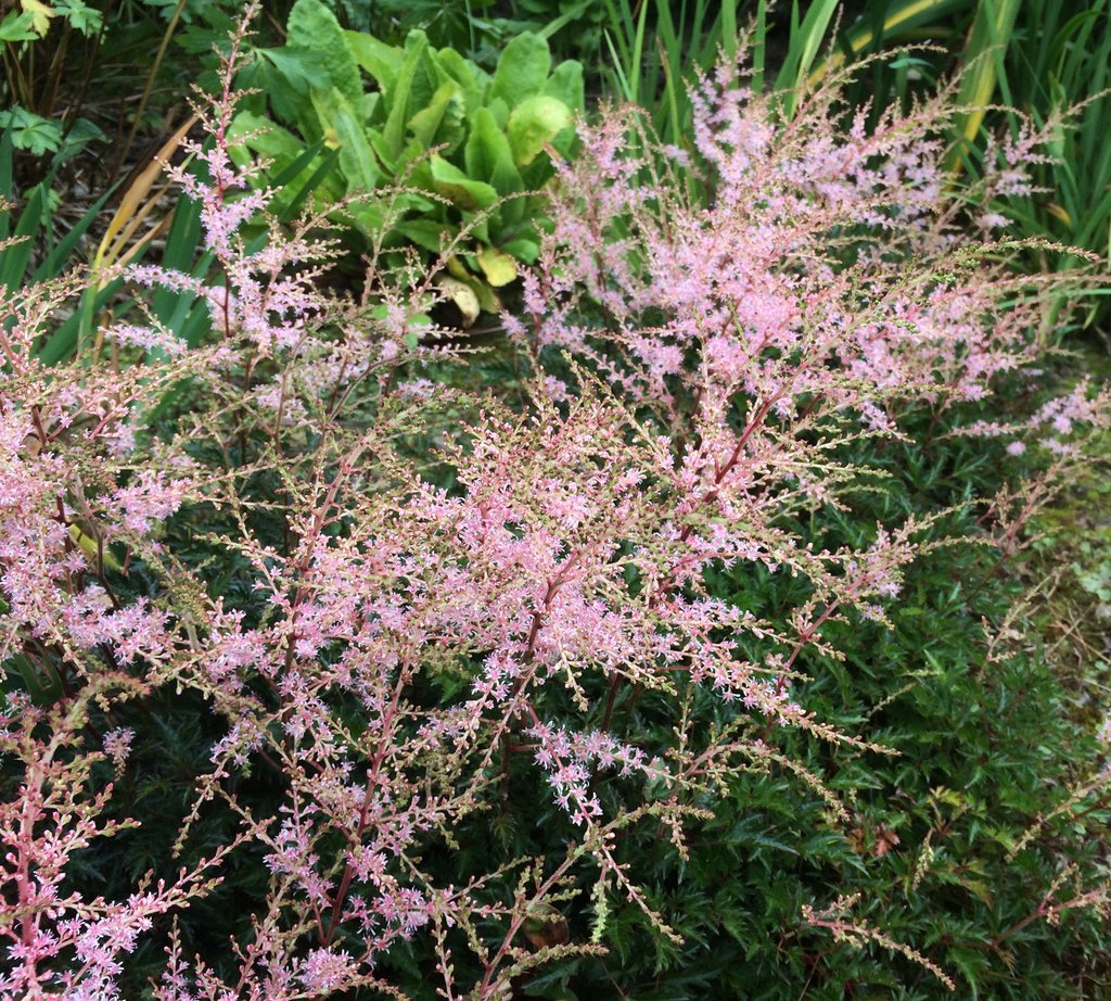 [ASSPRIT] ASTILBE (pot 9cm)