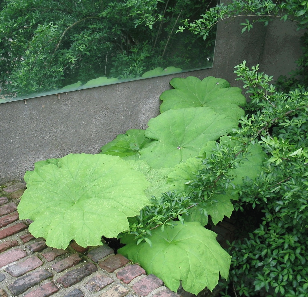 ASTIBOIDES