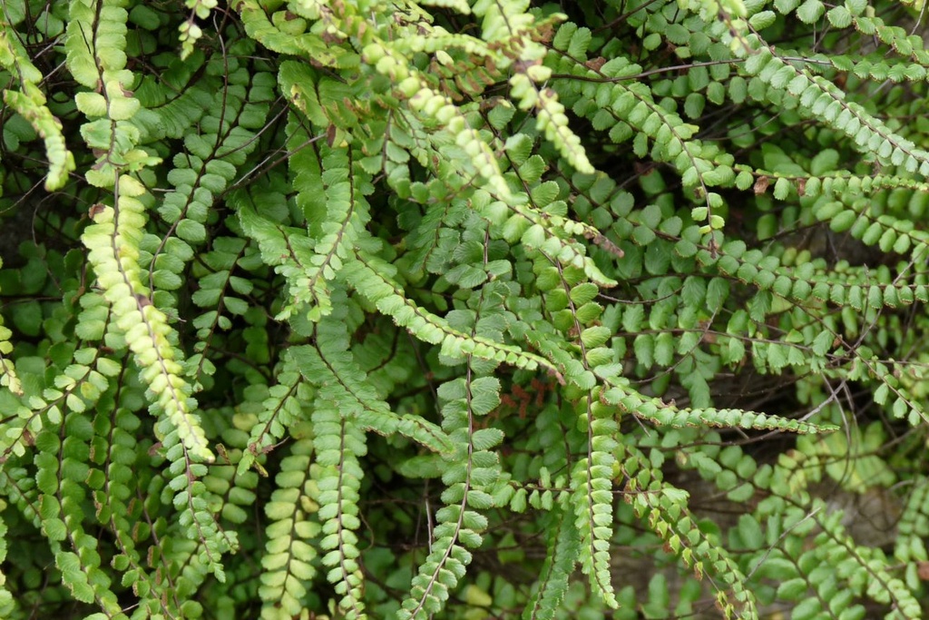 [ASTRICH] Asplenium trichomanes (pot   9cm)