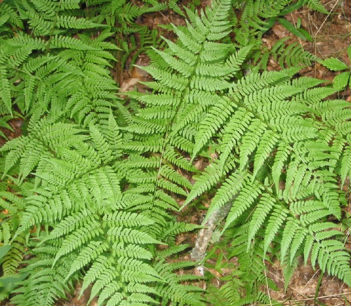 [ATFFEMI] Athyrium filix-femina (pot   9cm)