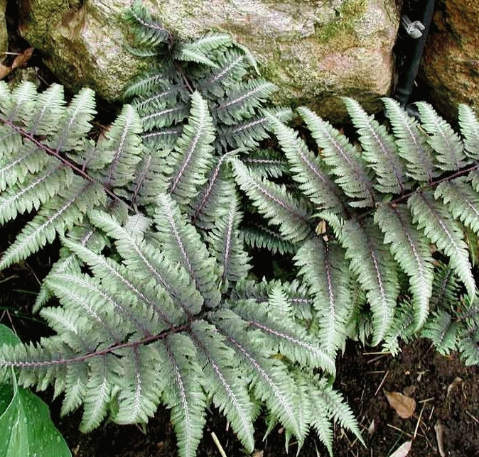 [ATNMETA] FOUGÈRE FEMELLE (pot 9cm)