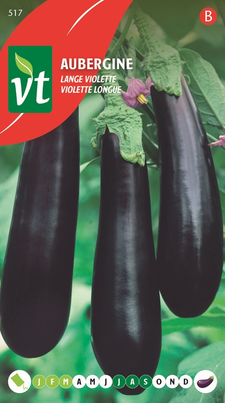 AUBERGINE VIOLETTE LONGUE