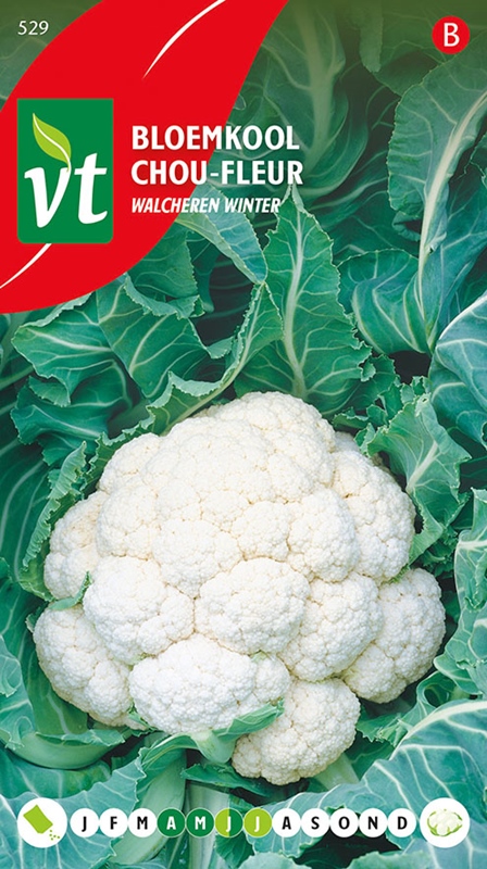 CHOU-FLEUR WALCHEREN WINTER