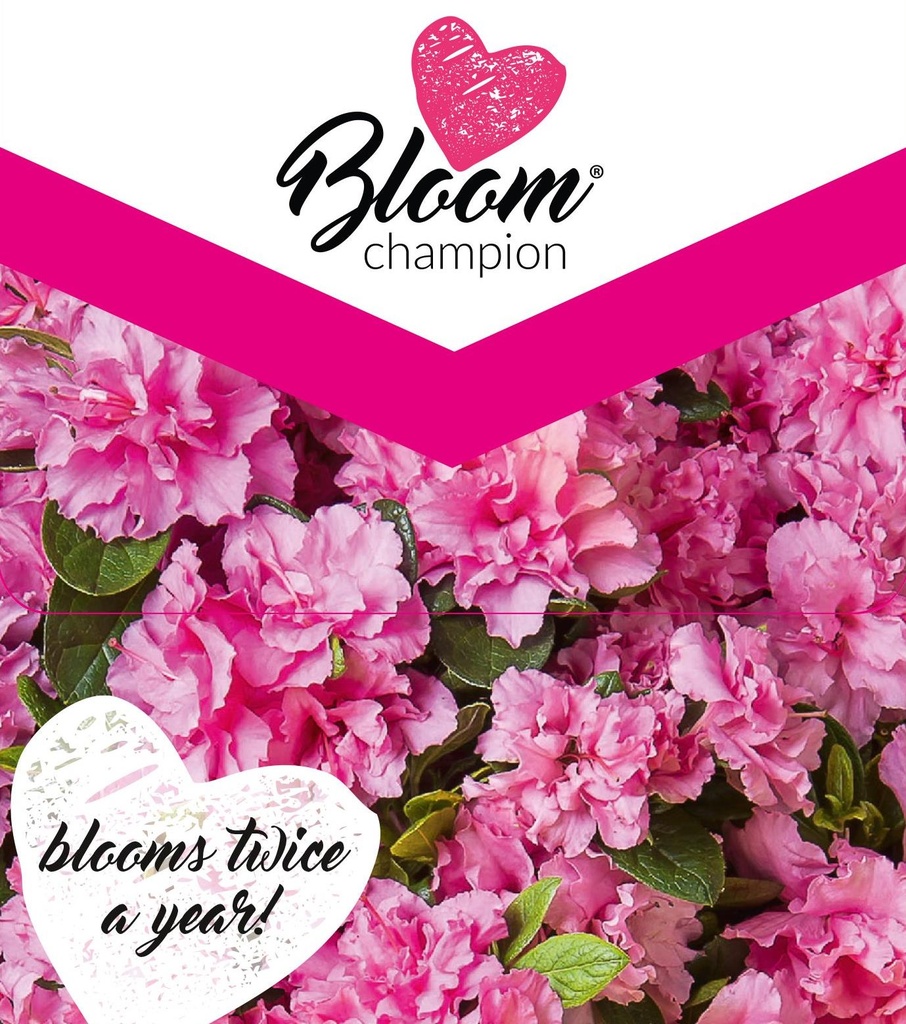 [AZBPINK] Azalea 'Bloom Champion'® Pink