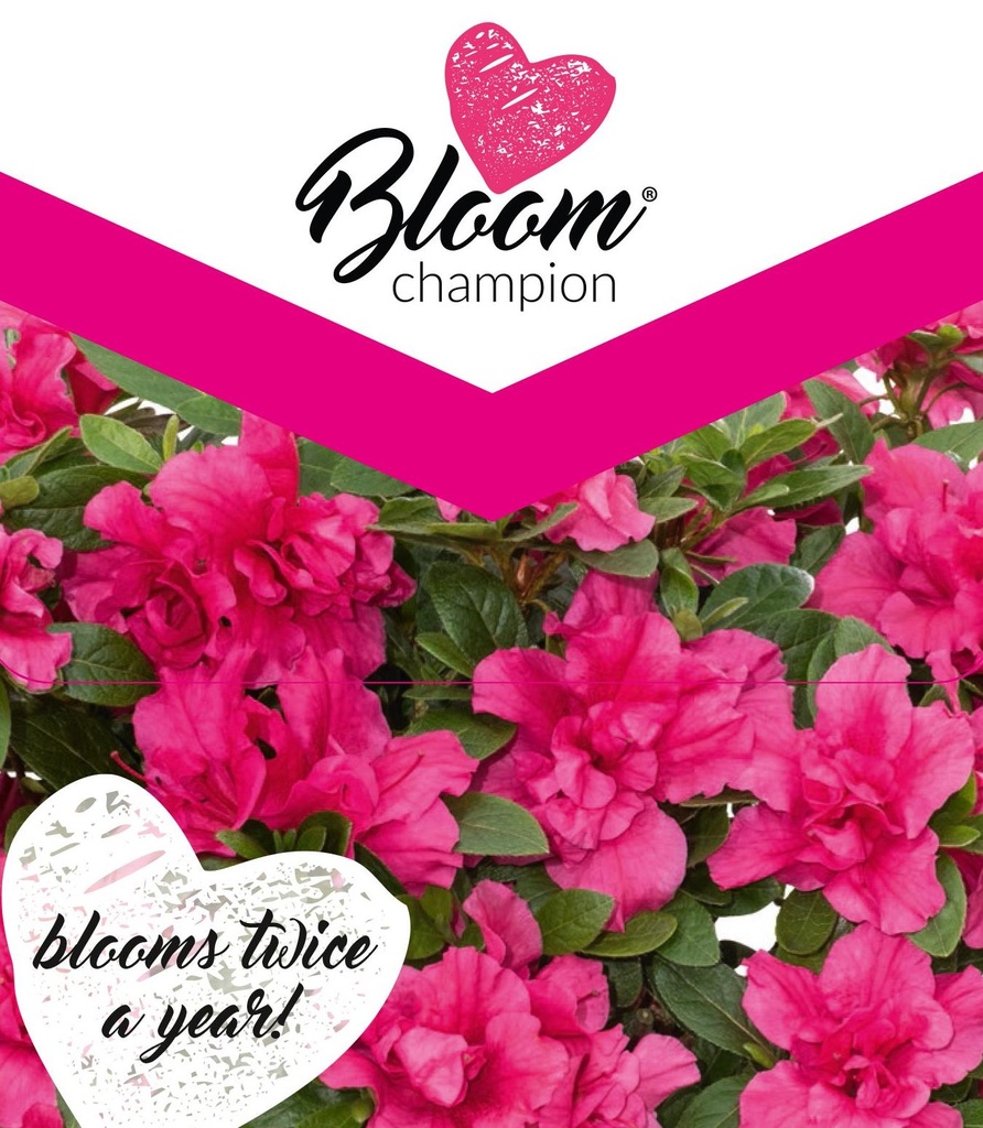 [AZBPUR] Azalea 'Bloom Champion'® Purple