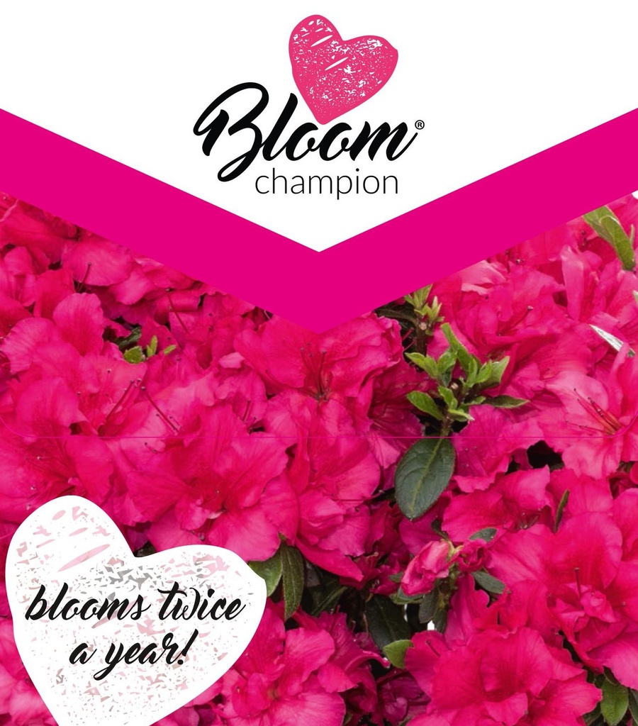 [AZBRED] Azalea 'Bloom Champion'® Red